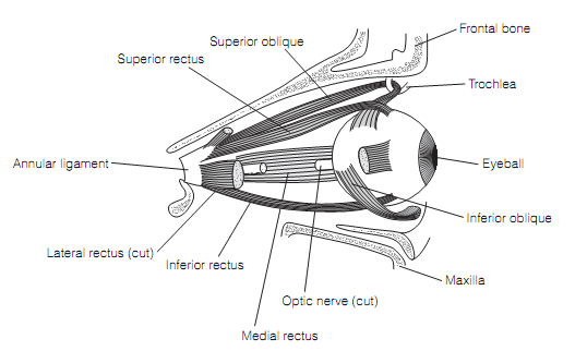 389_Extraocular eye muscle control.png